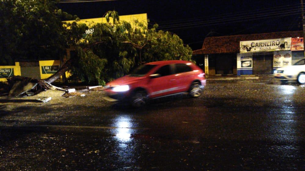 Árvore caída próximo ao balão do bairro São Cristóvão