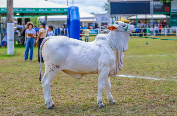Expoapi 2025 abre programação com a tradicional cavalgada e show infantil neste domingo (7)