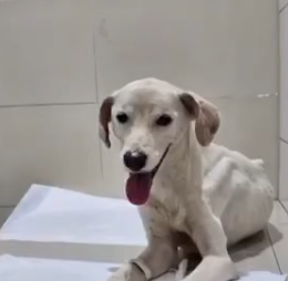 Cachorro Alvinho
