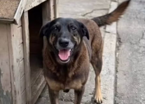 Cão orelha