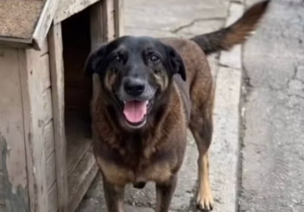 Cão orelha
