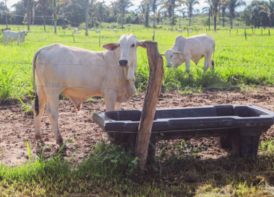 ADAPI cria grupo e comitê para reforçar combate a emergências zoossanitárias no Piauí