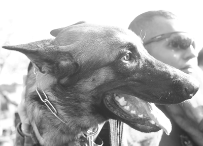 K9 Colt