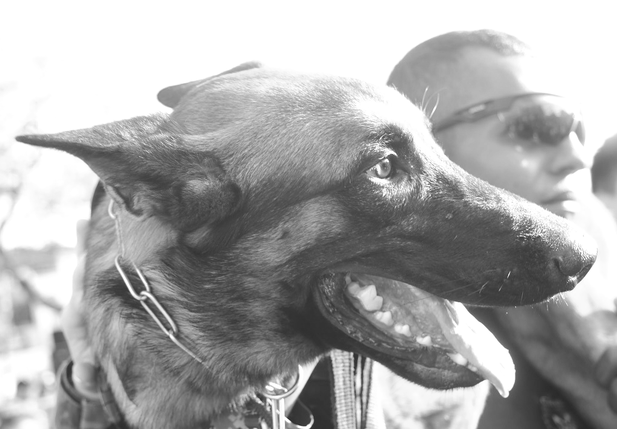 K9 Colt