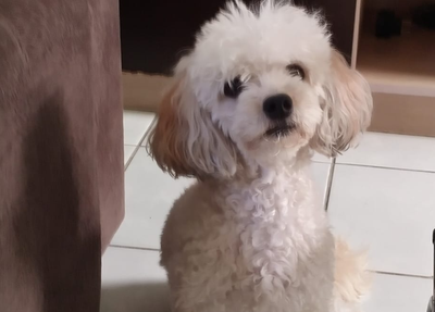 Cadela Meg
