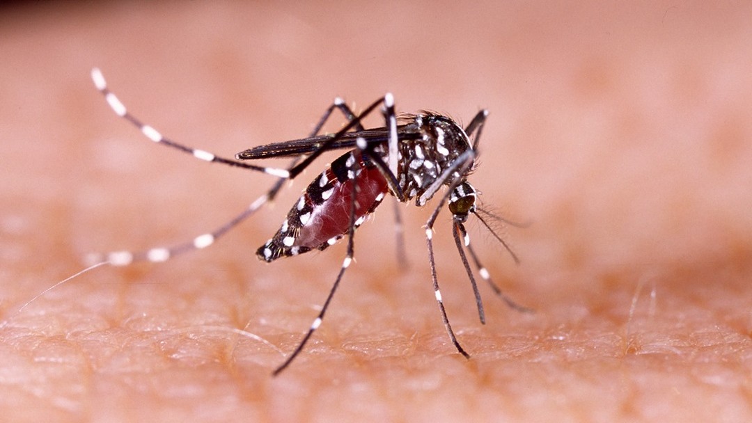 Zika vírus