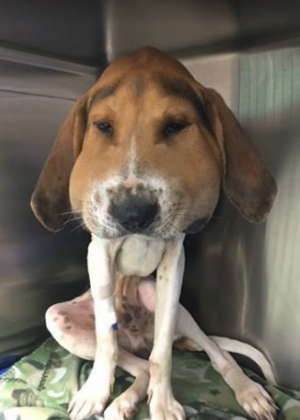 Animal ficou com a cabeça inchada