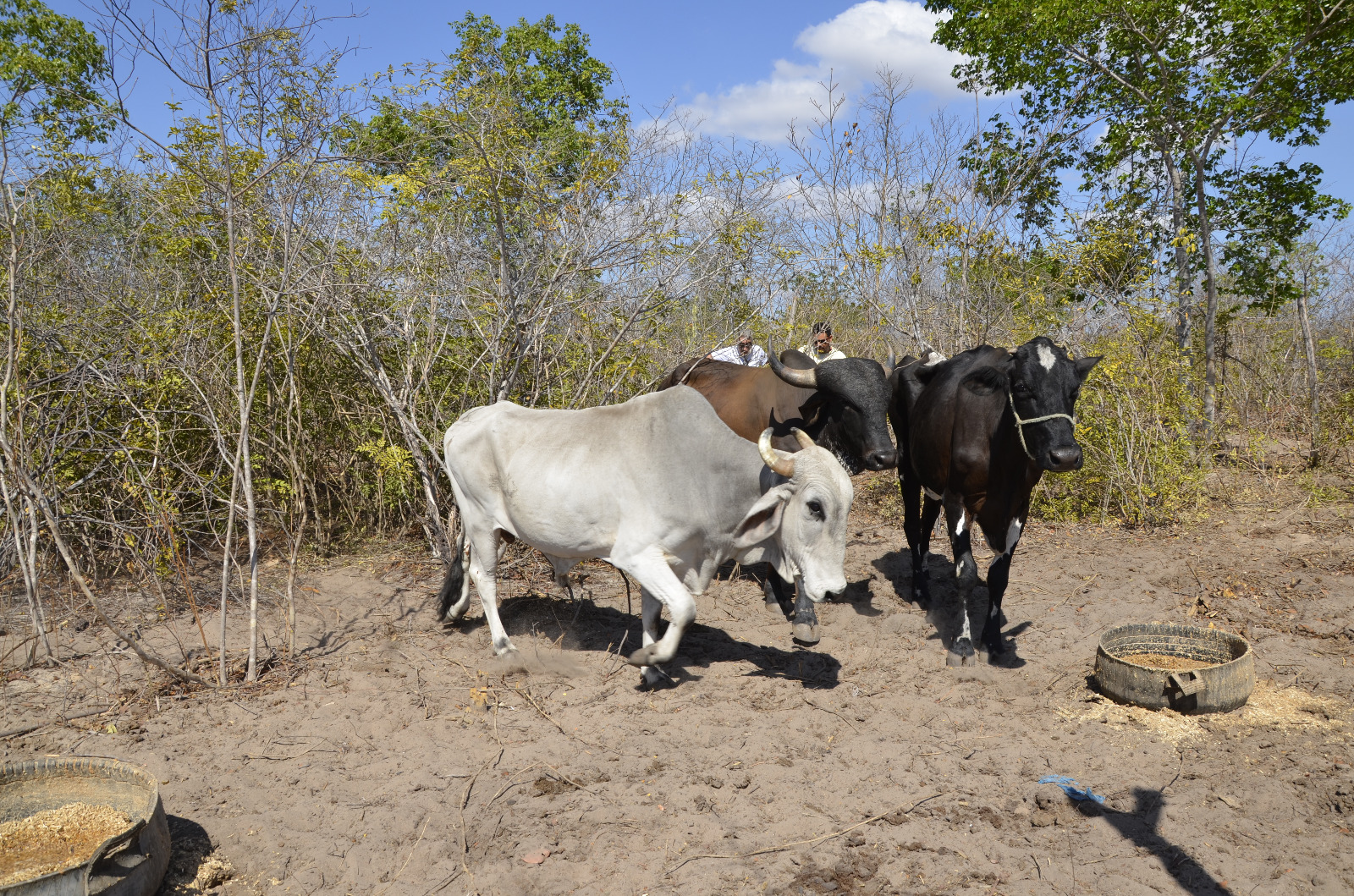 Animais oriundos de crimes