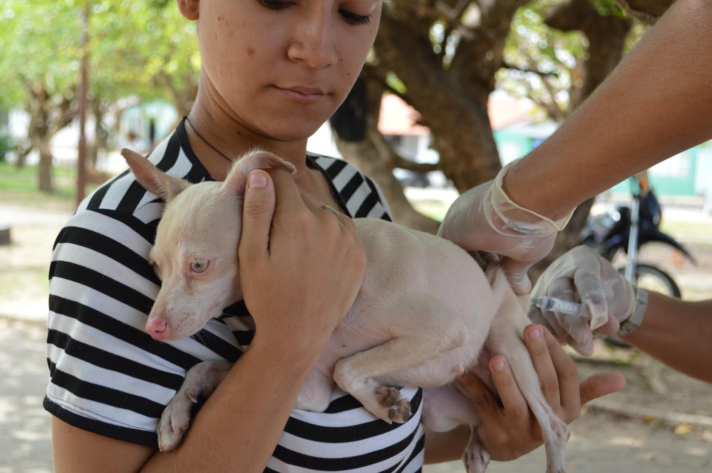 Vacinação de animais em Teresina