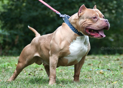Pitibull
