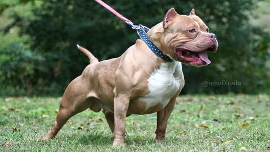 Pitibull