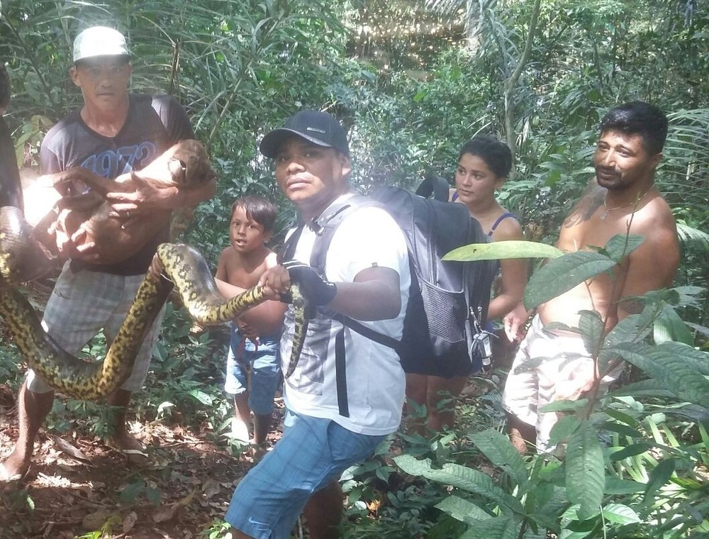 Cobra e pit bull mortos