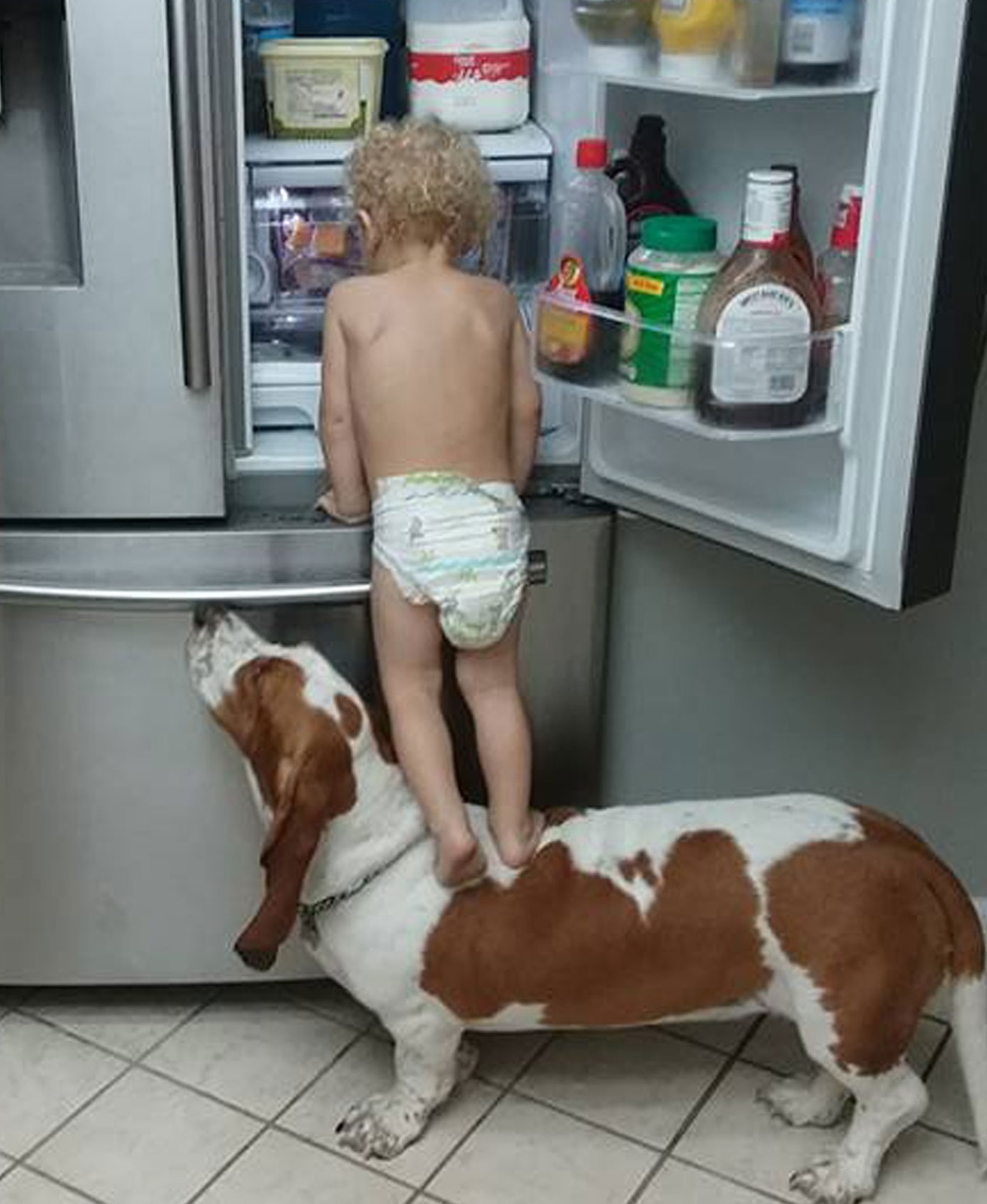 Bebê assalta a geladeira com seu cachorro