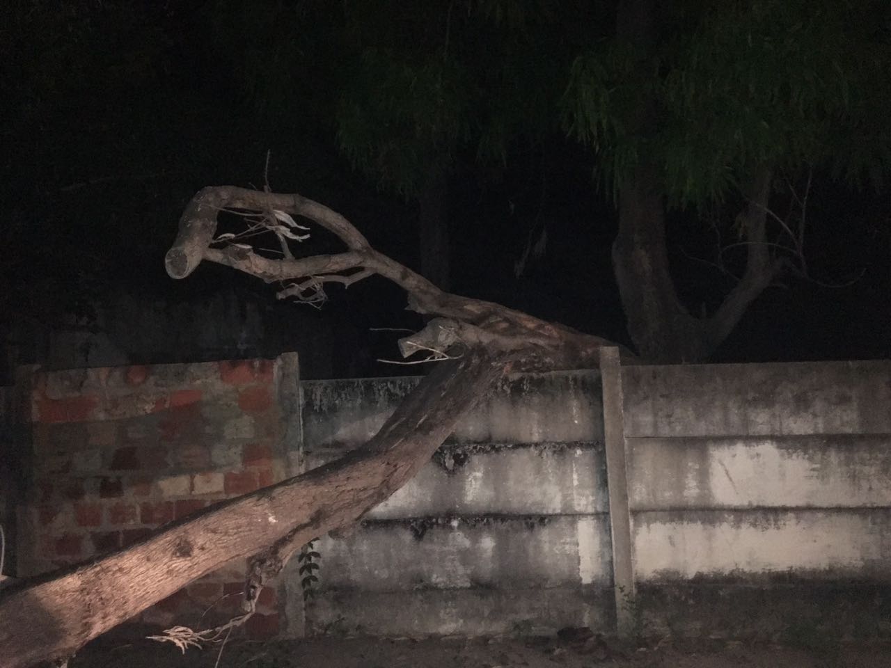 Queda de galho de árvore