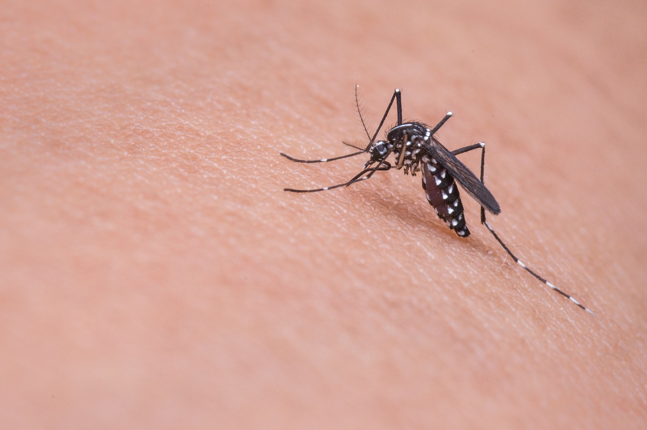 Notificação de Casos de chikungunya continuam a crescer no Piauí