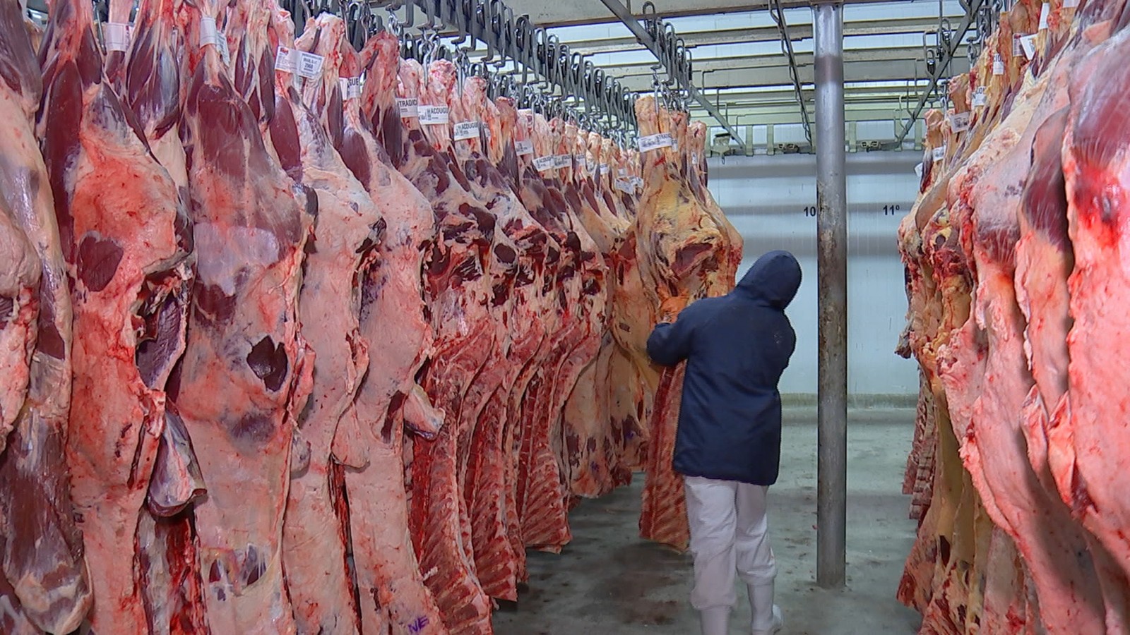 Carne para importação