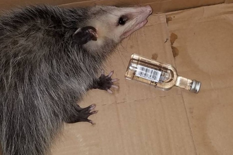 Gambá invade loja de bebidas nos EUA