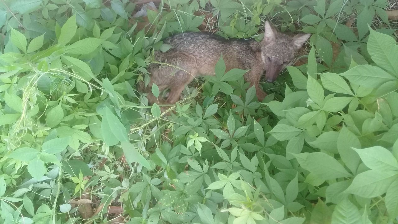 Raposa resgatada