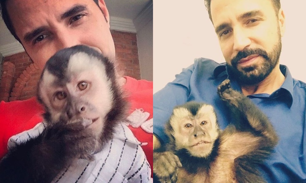 Latino e seu macaco, Twelves