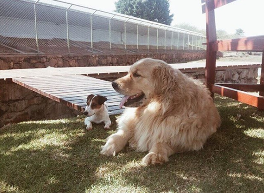 Picoly e Thor, cachorros do casal Temer