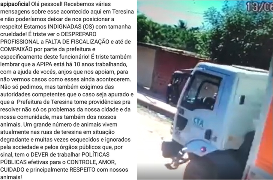 Posicionamento da APIPA sobre o atropelamento do cachorro