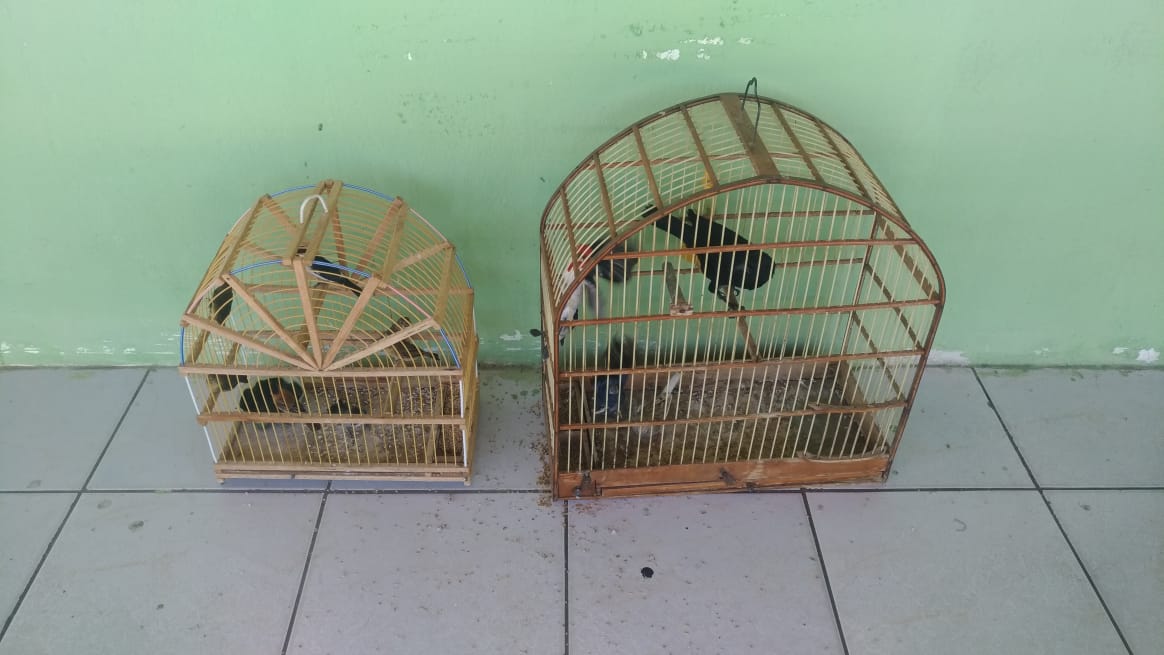Dez pássaros silvestres estavam sendo mantidos em cativeiro