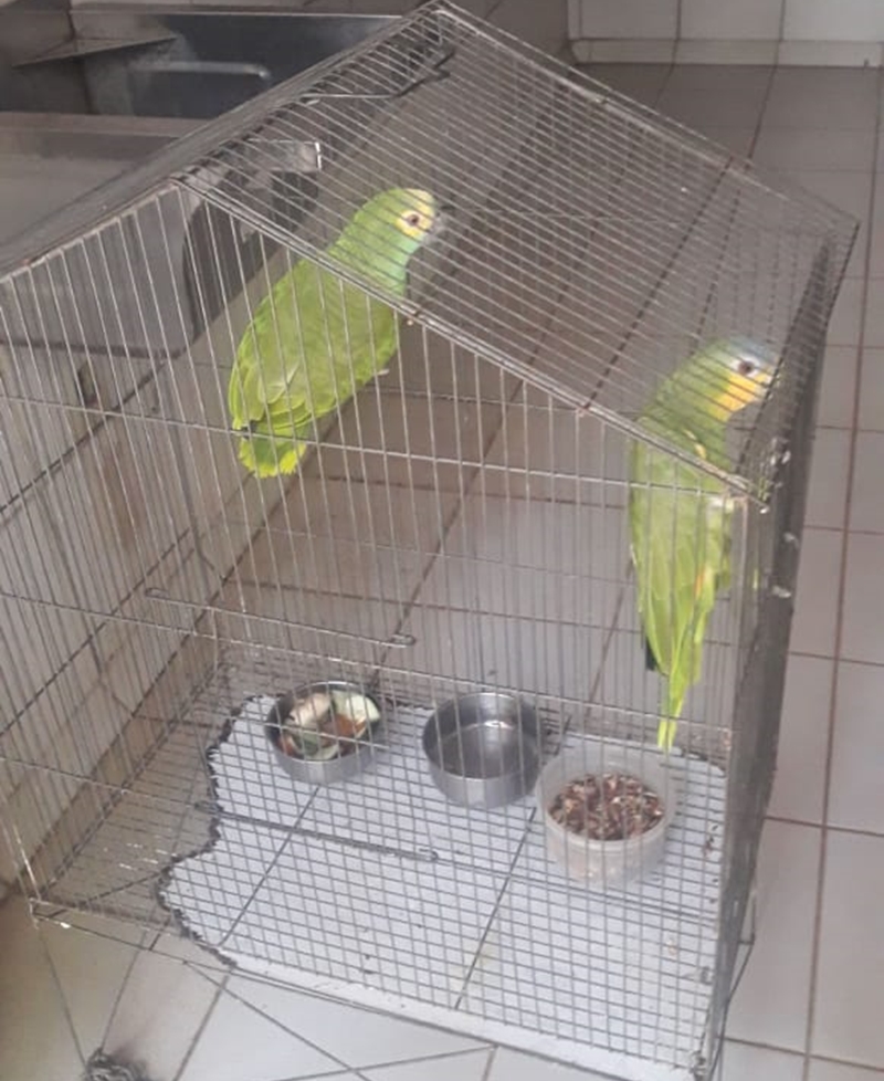 Animais silvestres apreendidos pela DEPRE