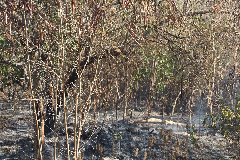 Incêndio destruiu parte da vegetação