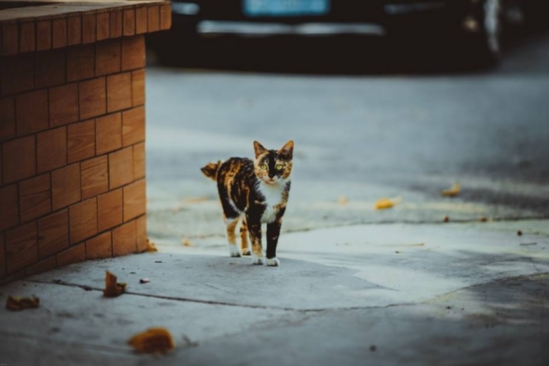 Cerca de 70 gatos estão sob cuidados da guardiã
