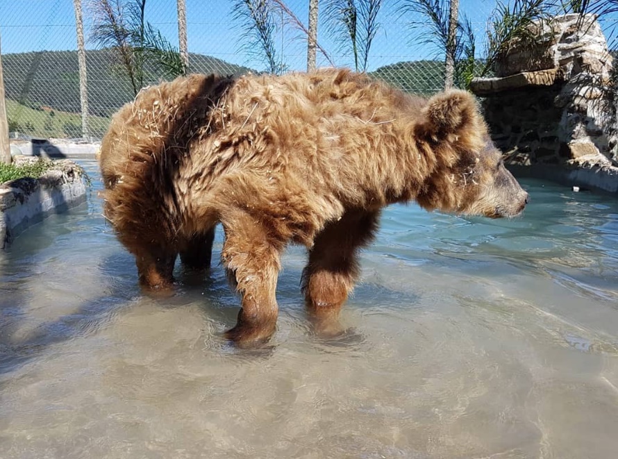Ursa Rowena banha de piscina em santuário 