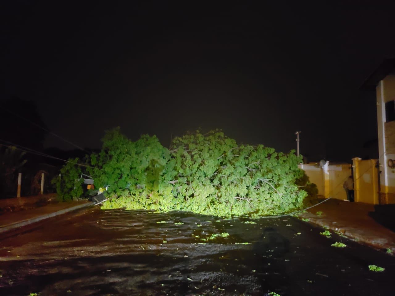 Queda da árvore causou falta de energia na zona leste 