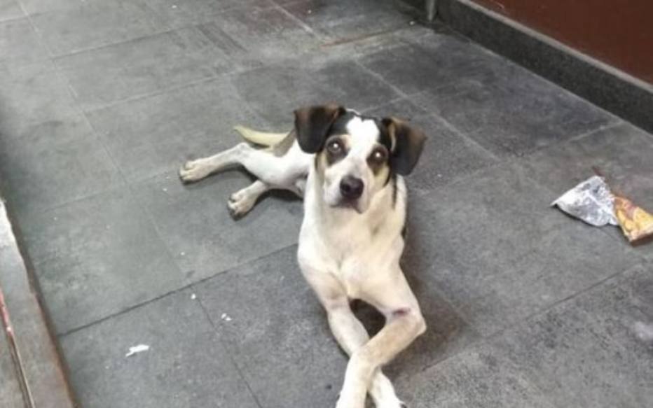 Cachorro agredido até a morte
