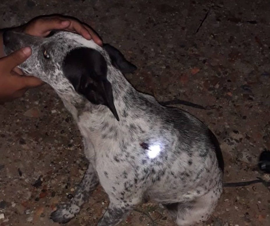 Cadela Pintada