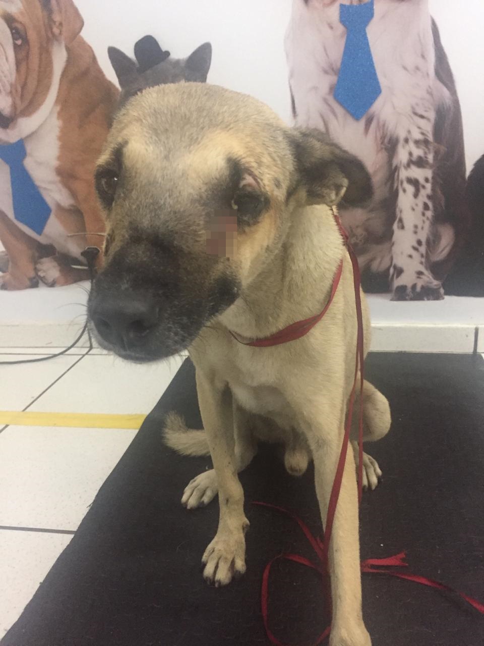 A suspeita é que Chico tenha um tumor no rosto