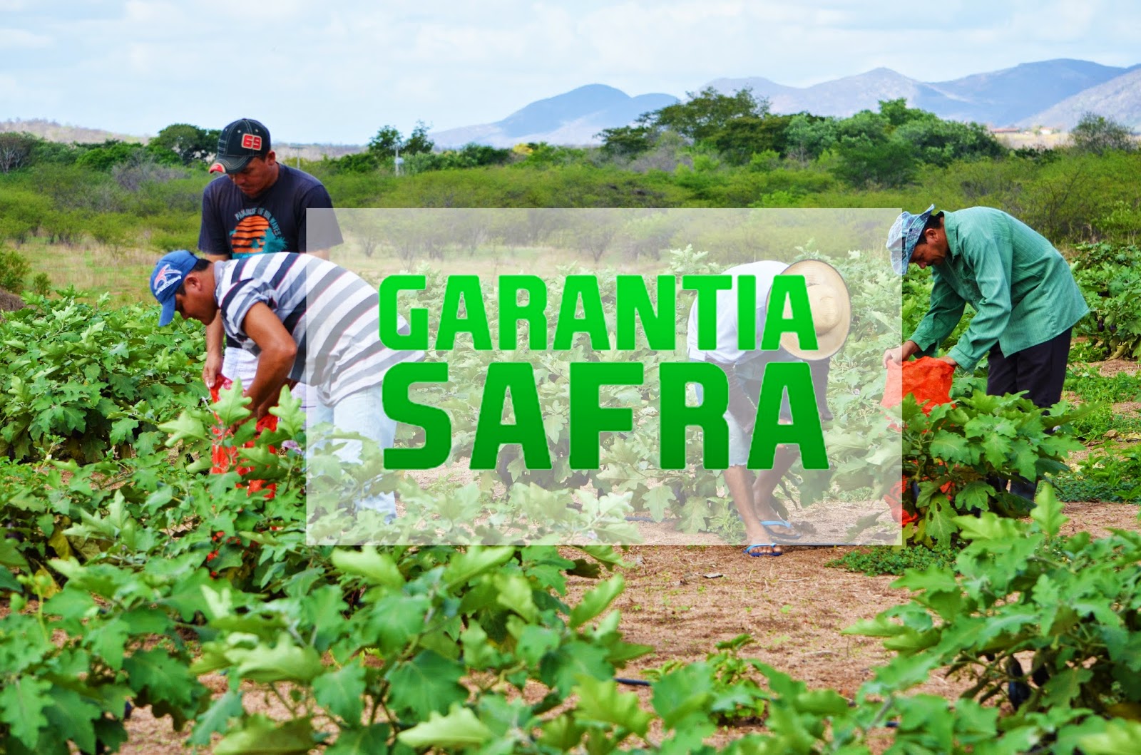 Garantia Safra