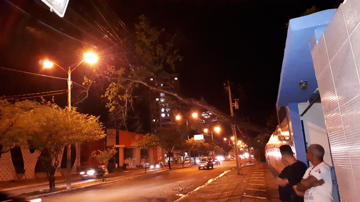 A árvore fica localizada em uma escola na Avenida Presidente Kennedy