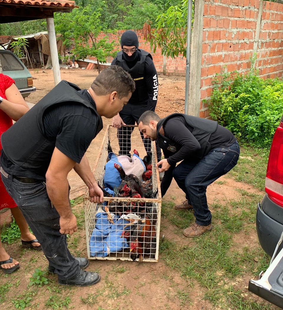 Animais resgatados pela polícia