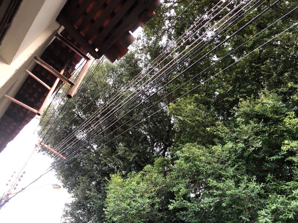 Galhos de uma árvore já atinge a fiação elétrica no Centro