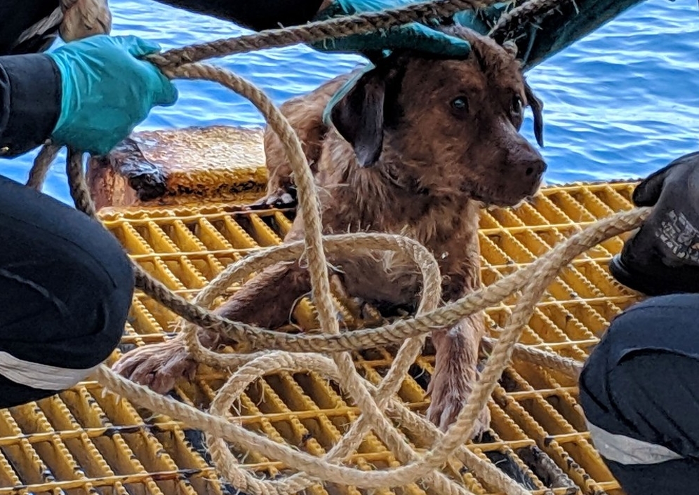 O cachorrinho recebeu o nome de Sobrevivente