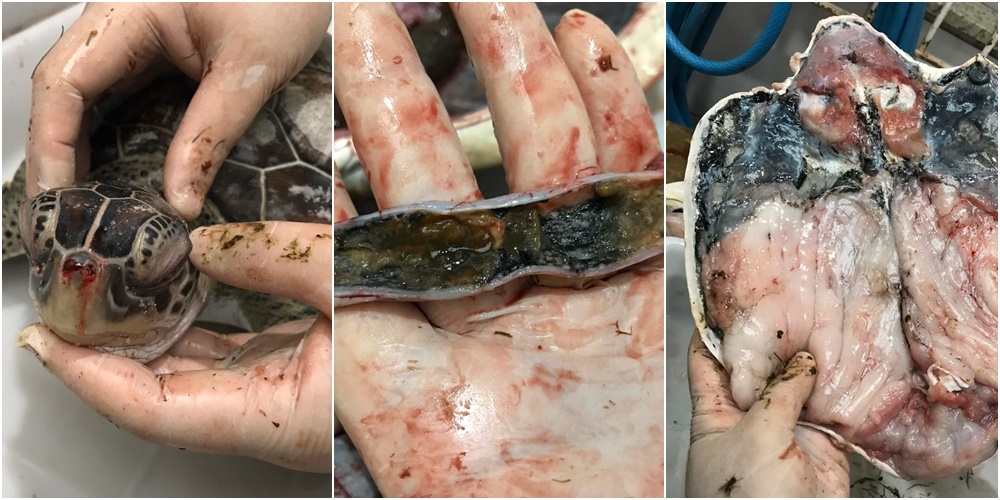Tartaruga encontrada morta no litoral do Piauí