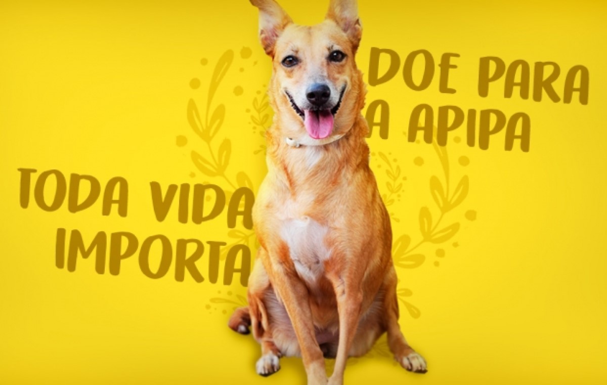 A entidade abriga mais de 300 animais
