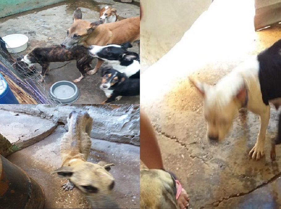 Animais em situação de maus tratos