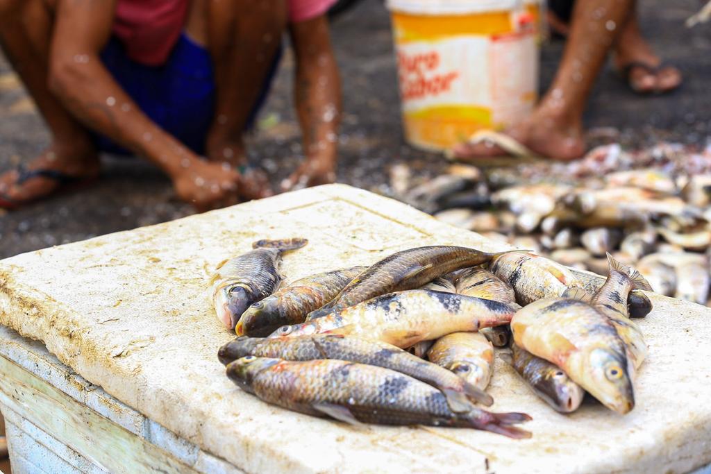 Peixes à venda no Poti Velho