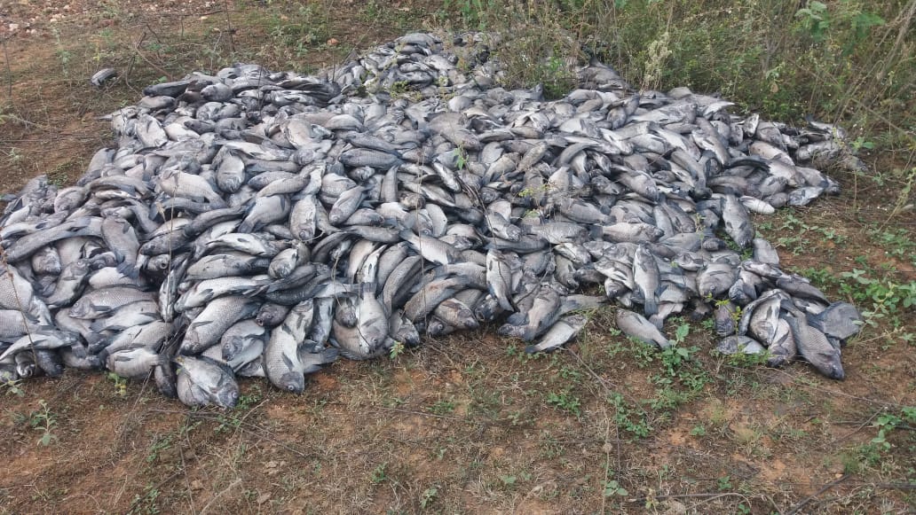 Peixes mortos