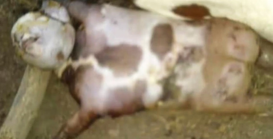 Animal nasce com anomalia em Luzilândia 