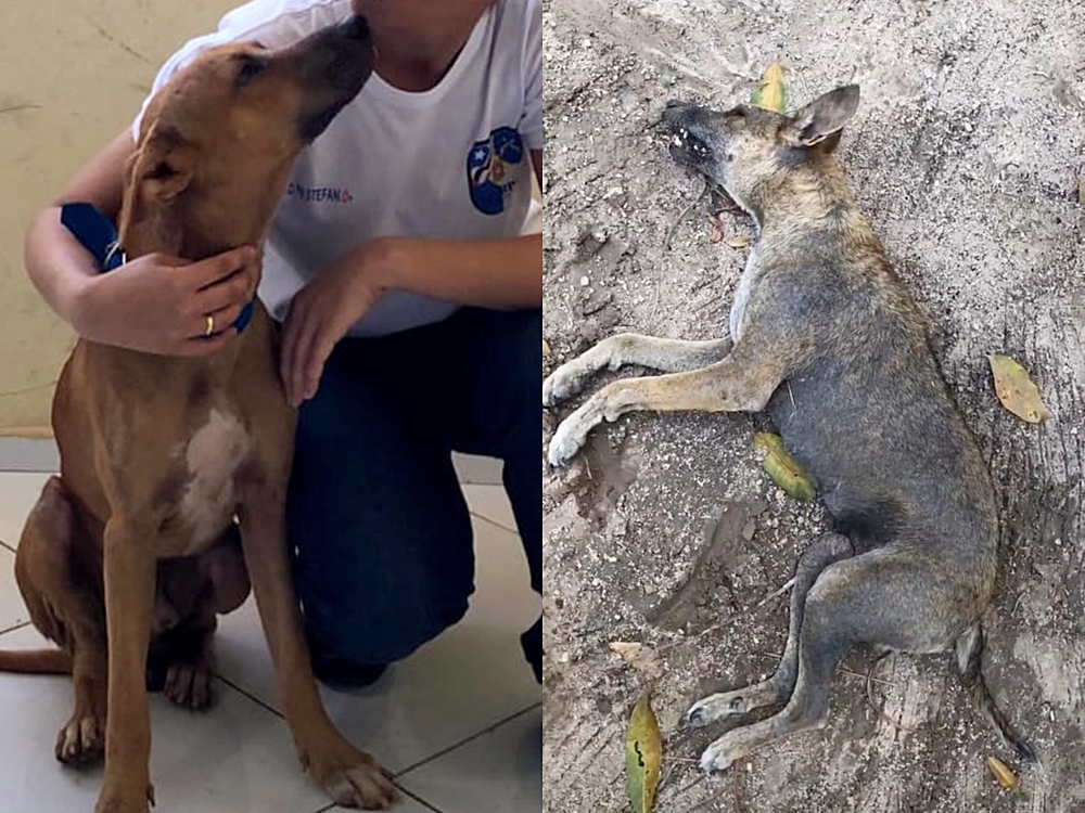 Cães que morreram envenenados