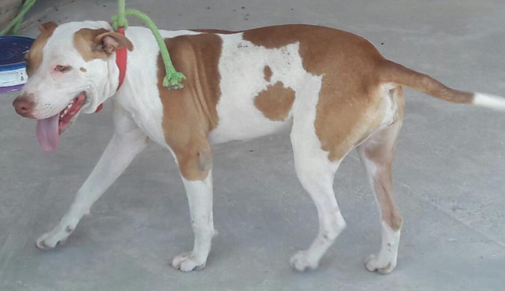 Cachorro que havia sido levado pelos criminosos