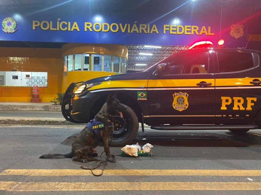 A droga foi encontrada com a ajuda de cães farejadores e está avaliada em R$ 53 mil